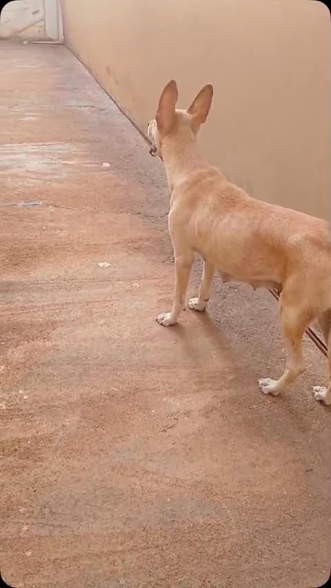 Princesa, cadela de porte grande para adoção em Patos de Minas - MG