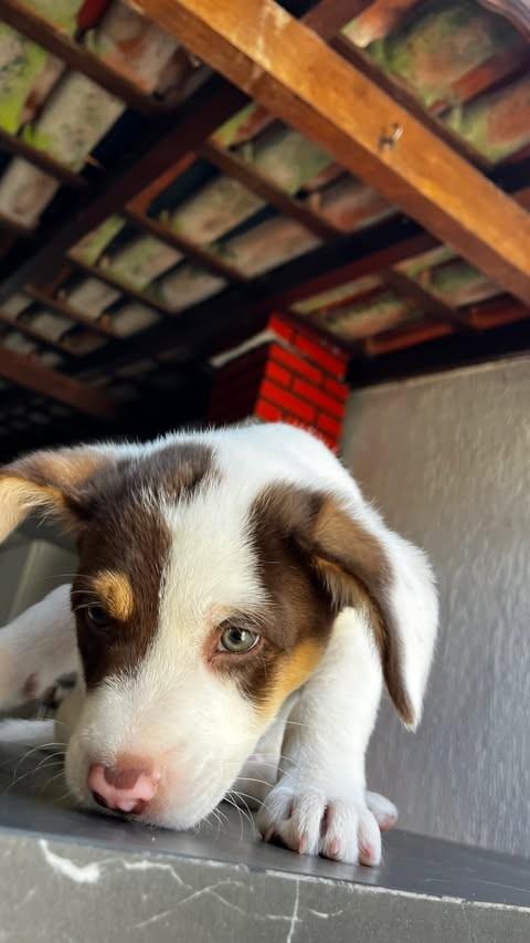 Luke, cachorro de porte pequeno para adoção em Patos de Minas - MG
