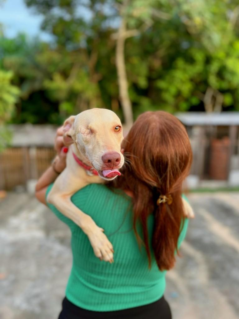 Pipoca, cachorro de porte médio para adoção em Macapá - AP