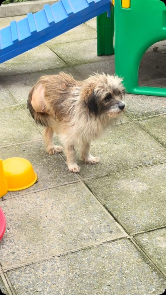 Totó, cachorro de porte pequeno para adoção em Curitiba - PR