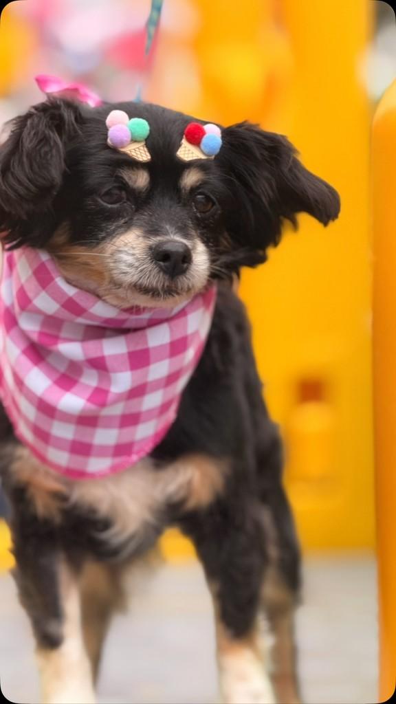 Lully, cadela de porte pequeno para adoção em Curitiba - PR