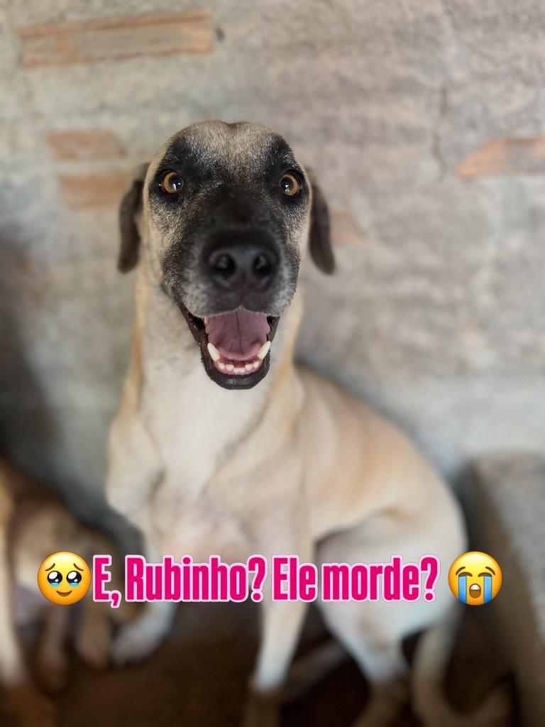 Rubinho, cachorro de porte médio para adoção em Mossoró - RN