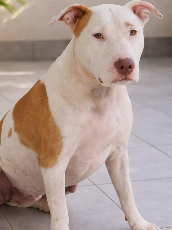 Jordan, cachorro de porte pequeno para adoção em Porto Alegre - RS