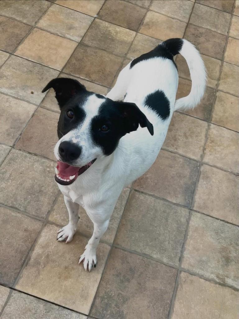 Pingo, cachorro de porte médio para adoção em Porto Alegre - RS
