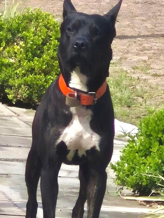 Zulú, cachorro de porte médio para adoção em Porto Alegre - RS
