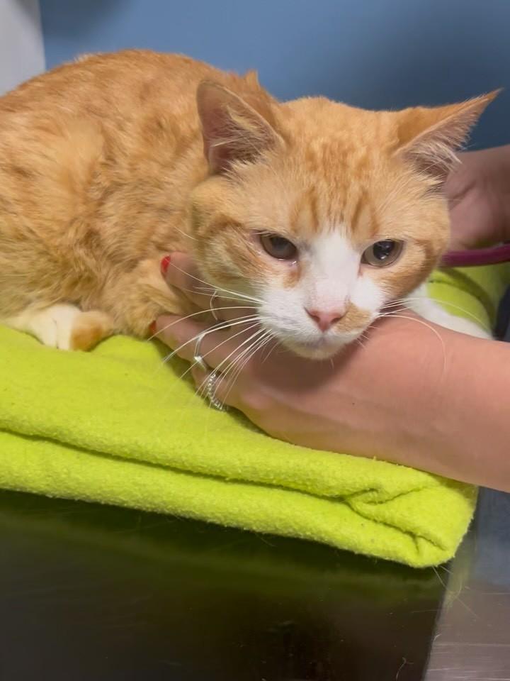 Tangerino, gato de porte médio para adoção em Porto Alegre - RS