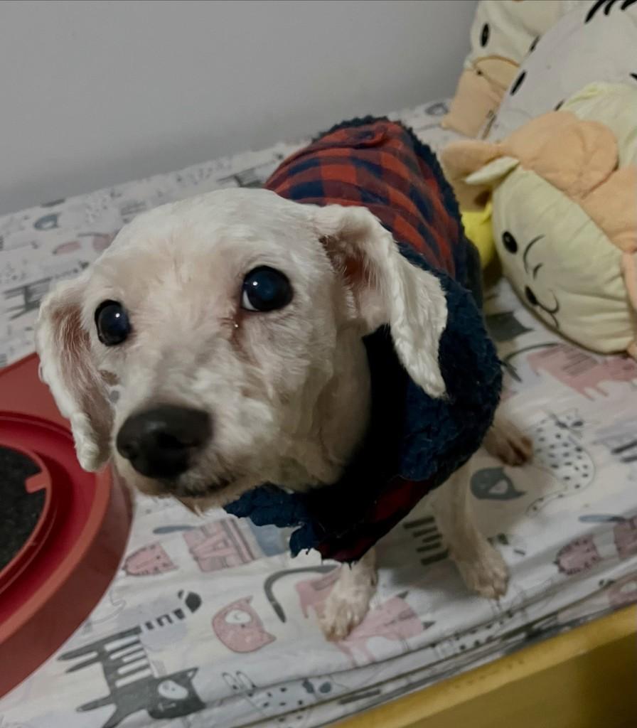 Poodlezinho, cachorro de porte pequeno para adoção em Porto Alegre - RS