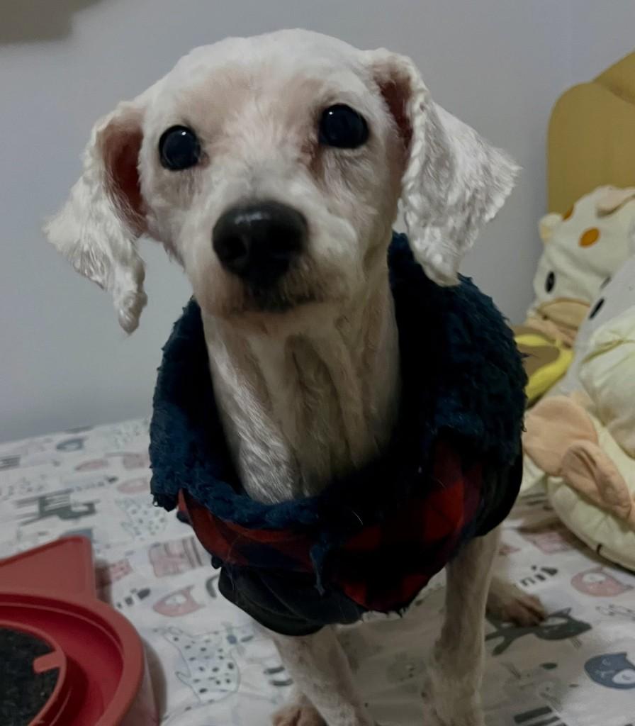 Poodlezinho, cachorro de porte pequeno para adoção em Porto Alegre - RS — foto 2 de 4