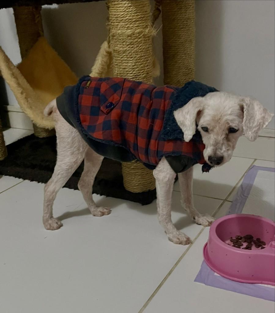 Poodlezinho, cachorro de porte pequeno para adoção em Porto Alegre - RS — foto 3 de 4