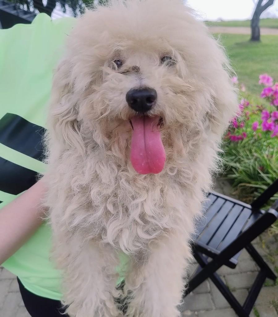 Poodlezinho, cachorro de porte pequeno para adoção em Porto Alegre - RS — foto 4 de 4