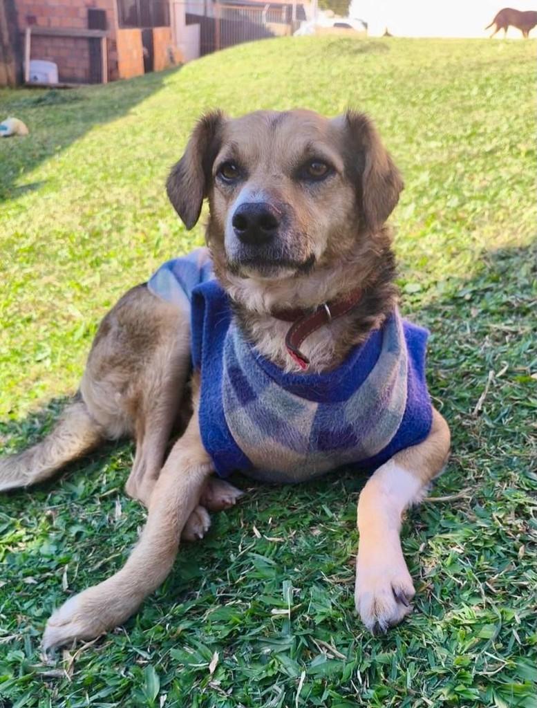 Lucky, cachorro de porte médio para adoção em Porto Alegre - RS