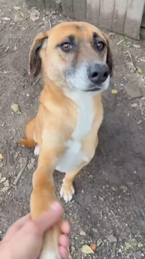 Matisse, cachorro de porte médio para adoção em São José - SC