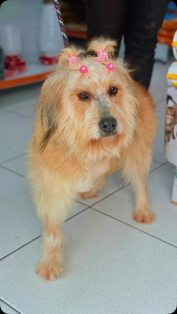 Princesa, cadela de porte pequeno para adoção em São José - SC