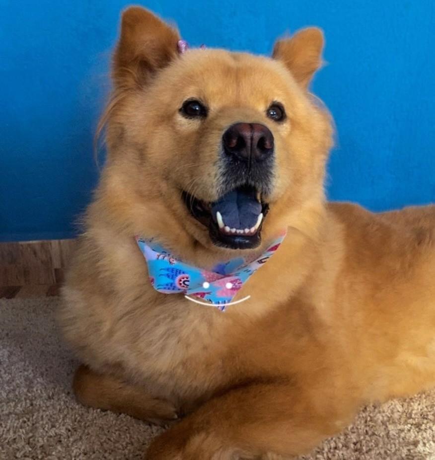 Carol, cachorro de porte médio para adoção em Curitiba - PR