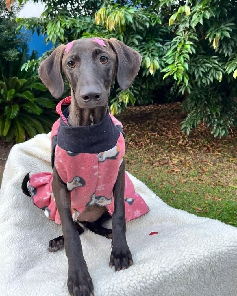 Bebel, cachorro de porte médio para adoção em Curitiba - PR