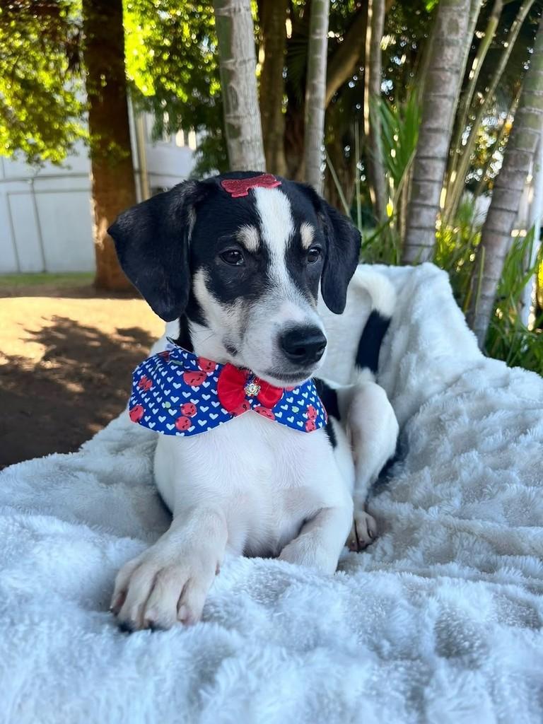Penélope, cachorro de porte médio para adoção em Curitiba - PR