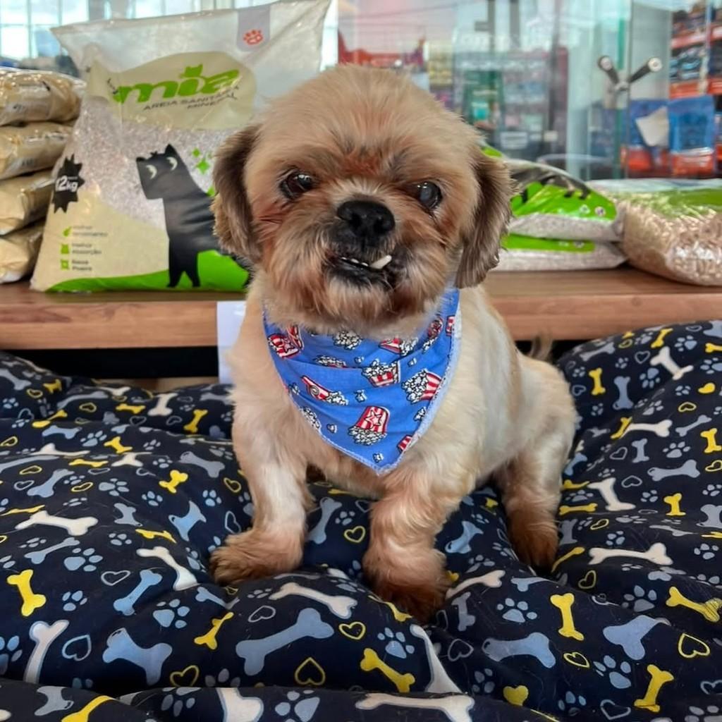Felício, cachorro de porte pequeno para adoção em Curitiba - PR