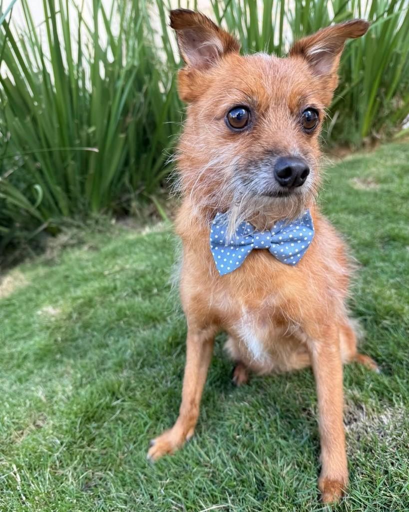 Pirulito, cachorro de porte médio para adoção em Curitiba - PR