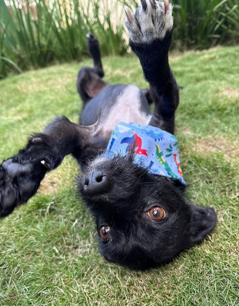 Rabugento, cachorro de porte pequeno para adoção em Curitiba - PR