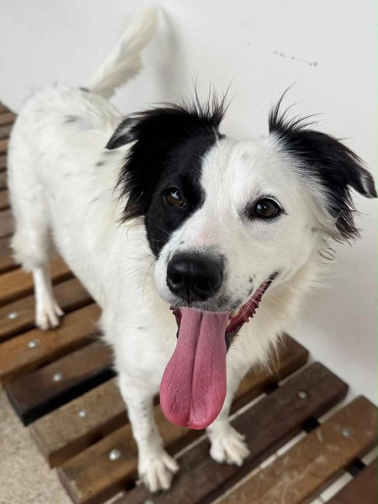 Amelie, cachorro de porte médio para adoção em Curitiba - PR