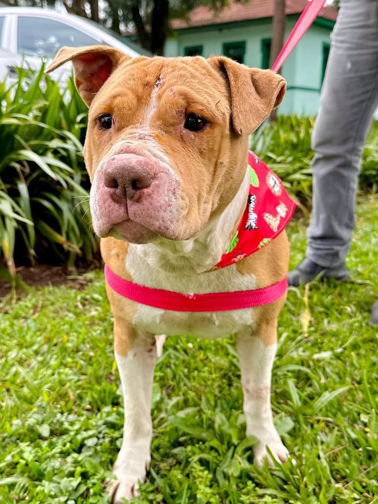 Lilica, cachorro de porte médio para adoção em Curitiba - PR