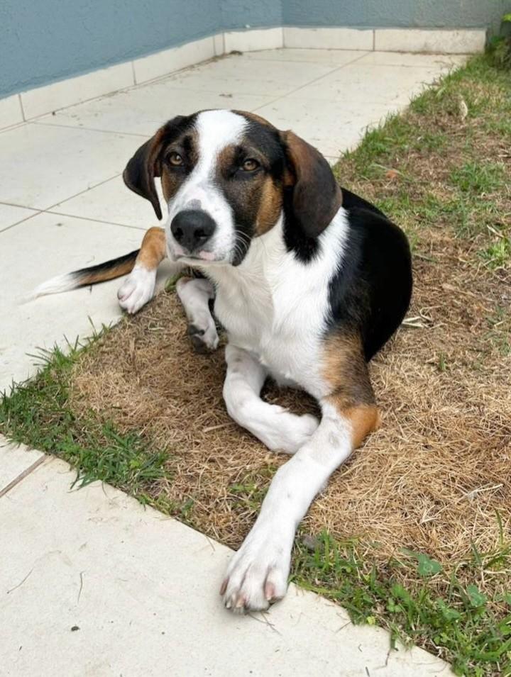 Chico, cachorro de porte médio para adoção em Curitiba - PR