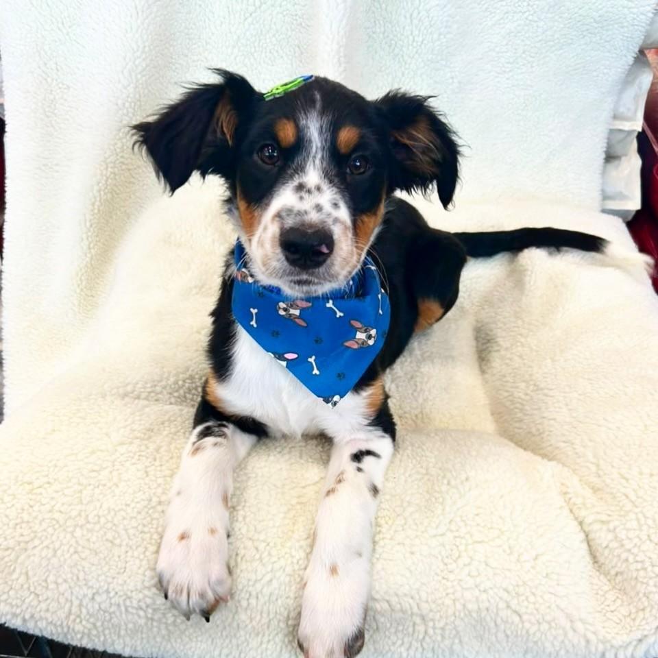 Beethoven, cachorro de porte médio para adoção em Curitiba - PR