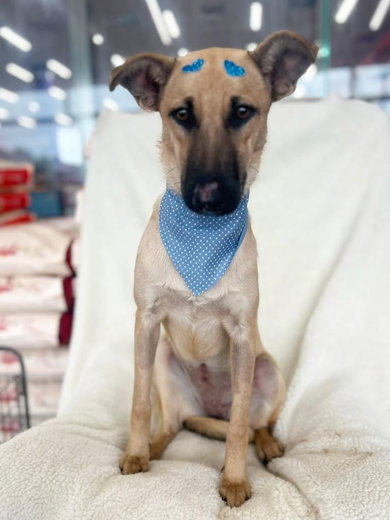 Bruna, cachorro de porte médio para adoção em Curitiba - PR