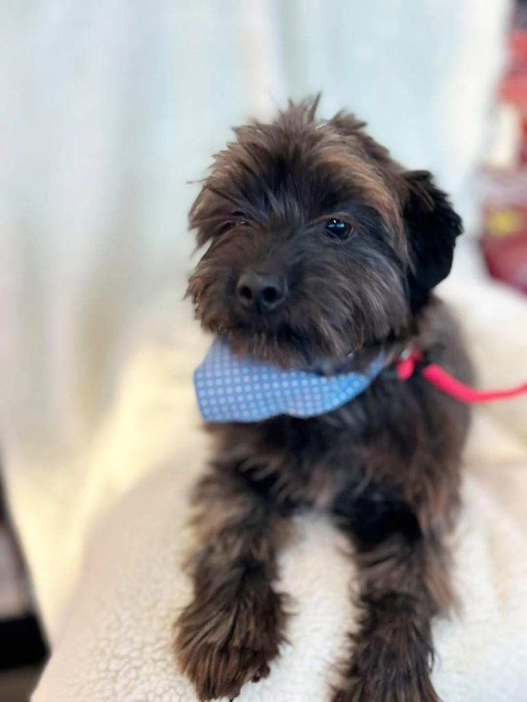 Theo, cachorro de porte pequeno para adoção em Curitiba - PR