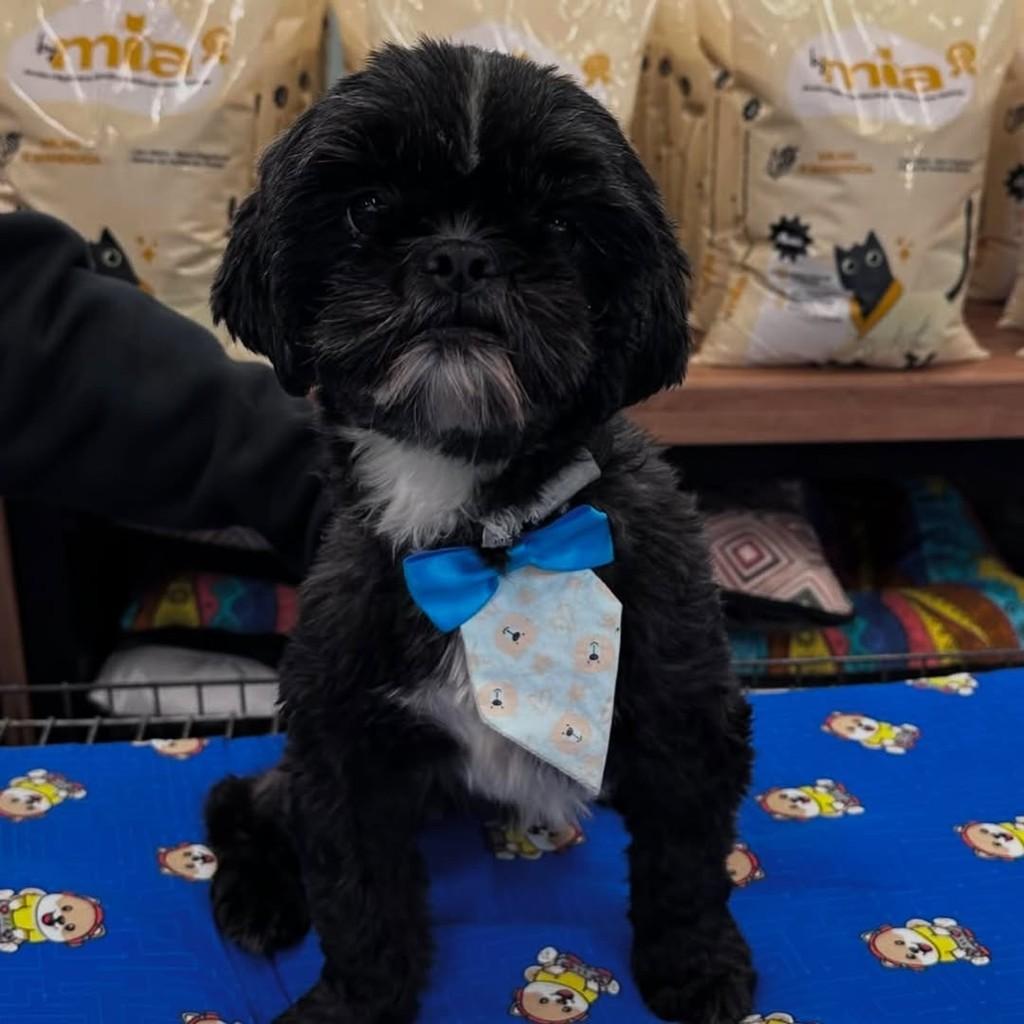 Cravo, cachorro de porte pequeno para adoção em Curitiba - PR