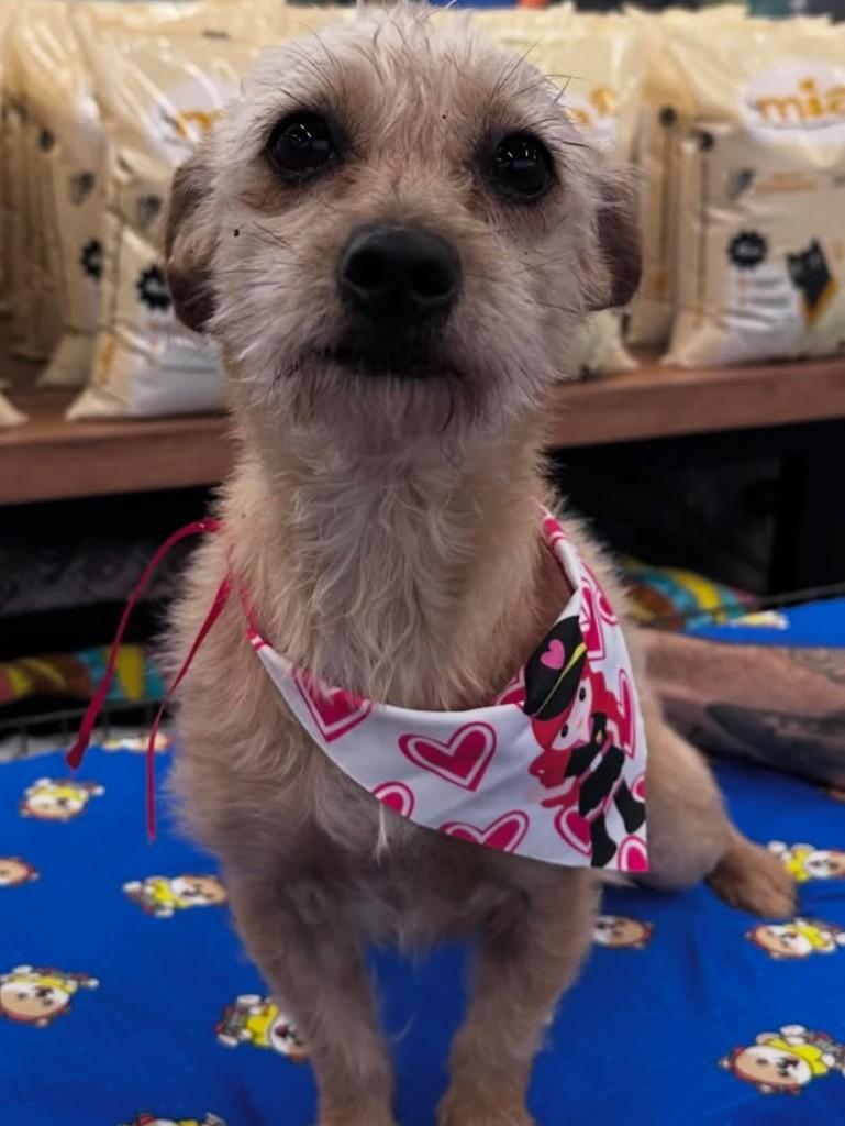 Flor, cachorro de porte pequeno para adoção em Curitiba - PR