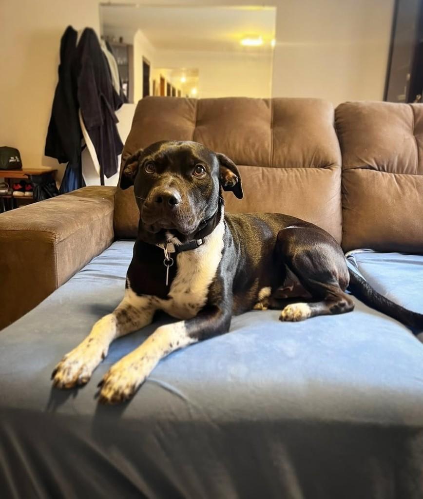 Alfredo, cachorro de porte médio para adoção em Curitiba - PR