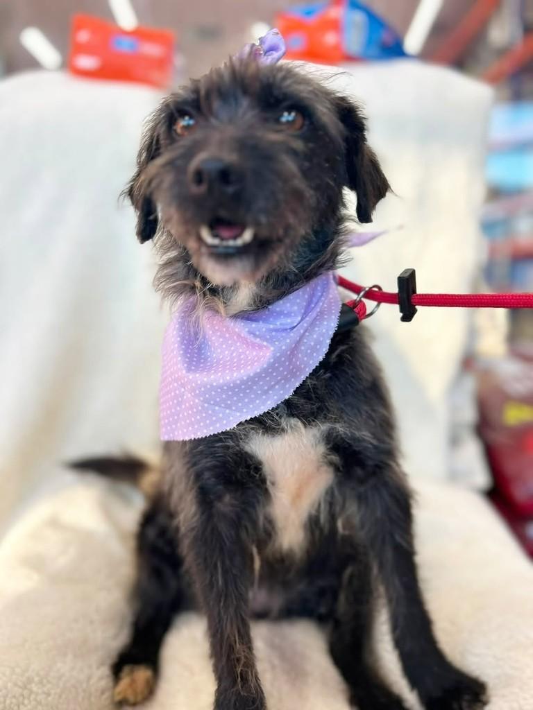 Sofia, cachorro de porte pequeno para adoção em Curitiba - PR