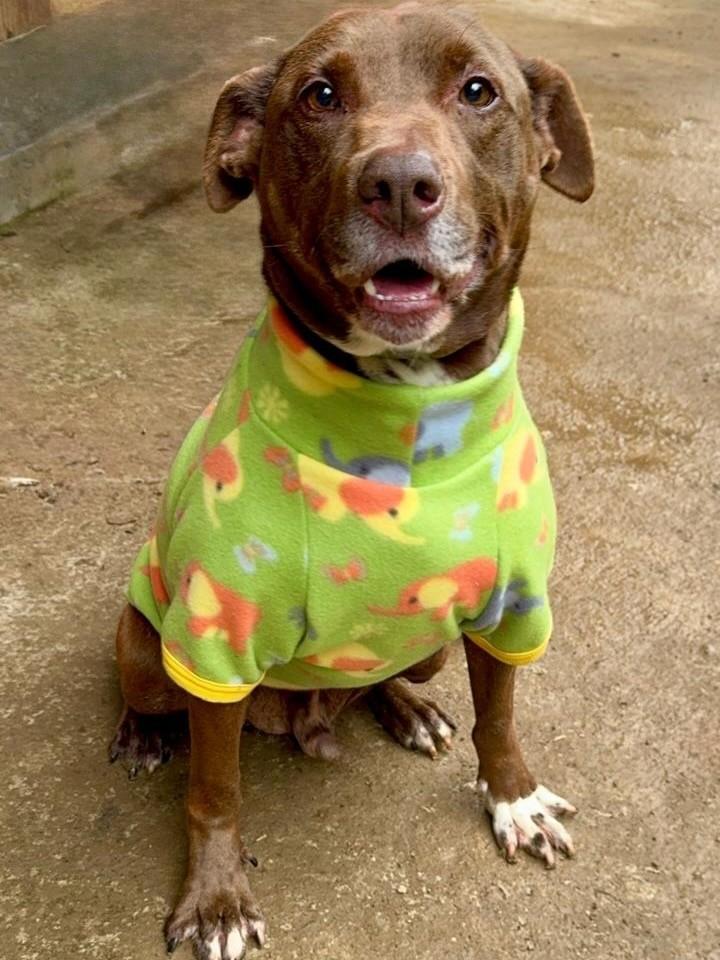 Yuri, cachorro de porte pequeno para adoção em Curitiba - PR