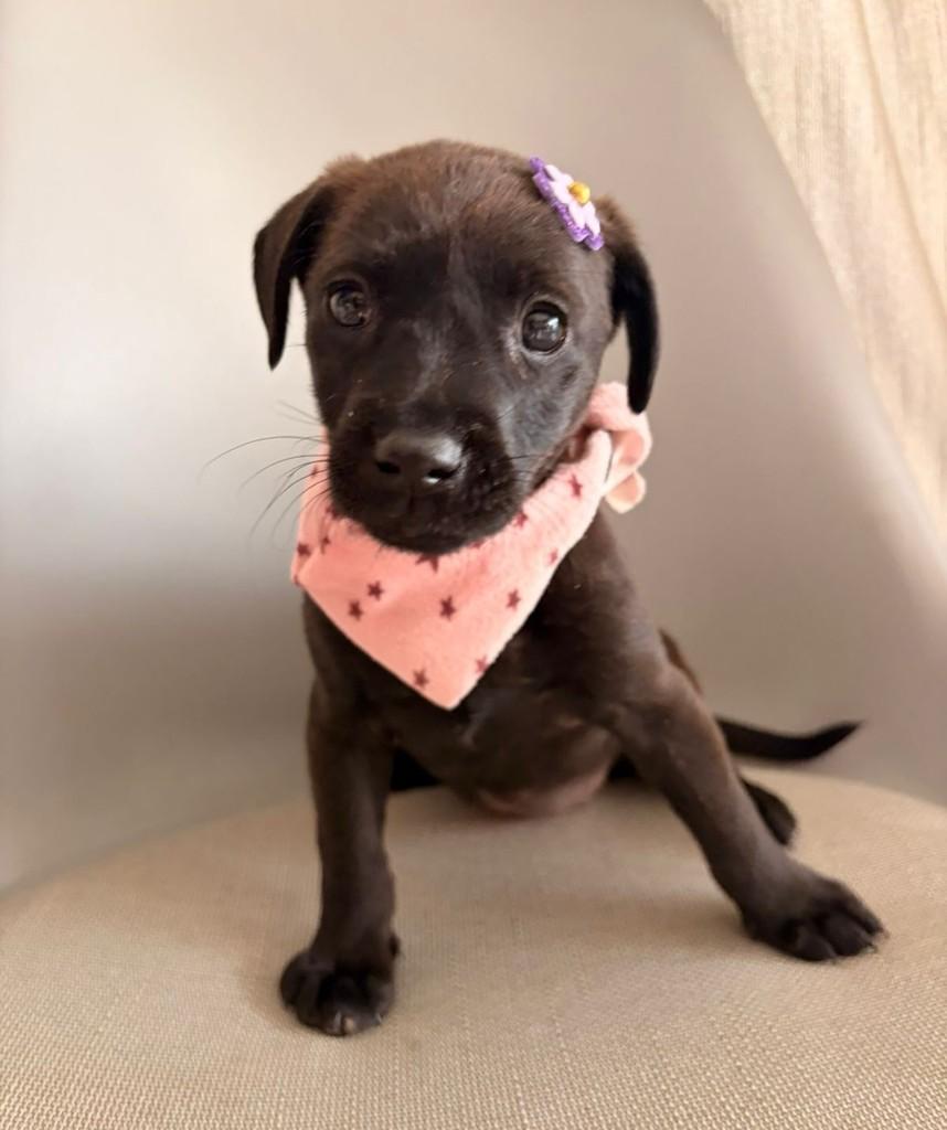 Clara, cachorro de porte médio para adoção em Curitiba - PR