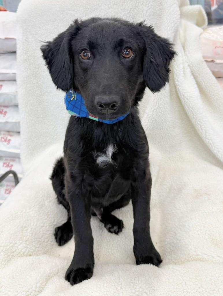Vini, cachorro de porte pequeno para adoção em Curitiba - PR