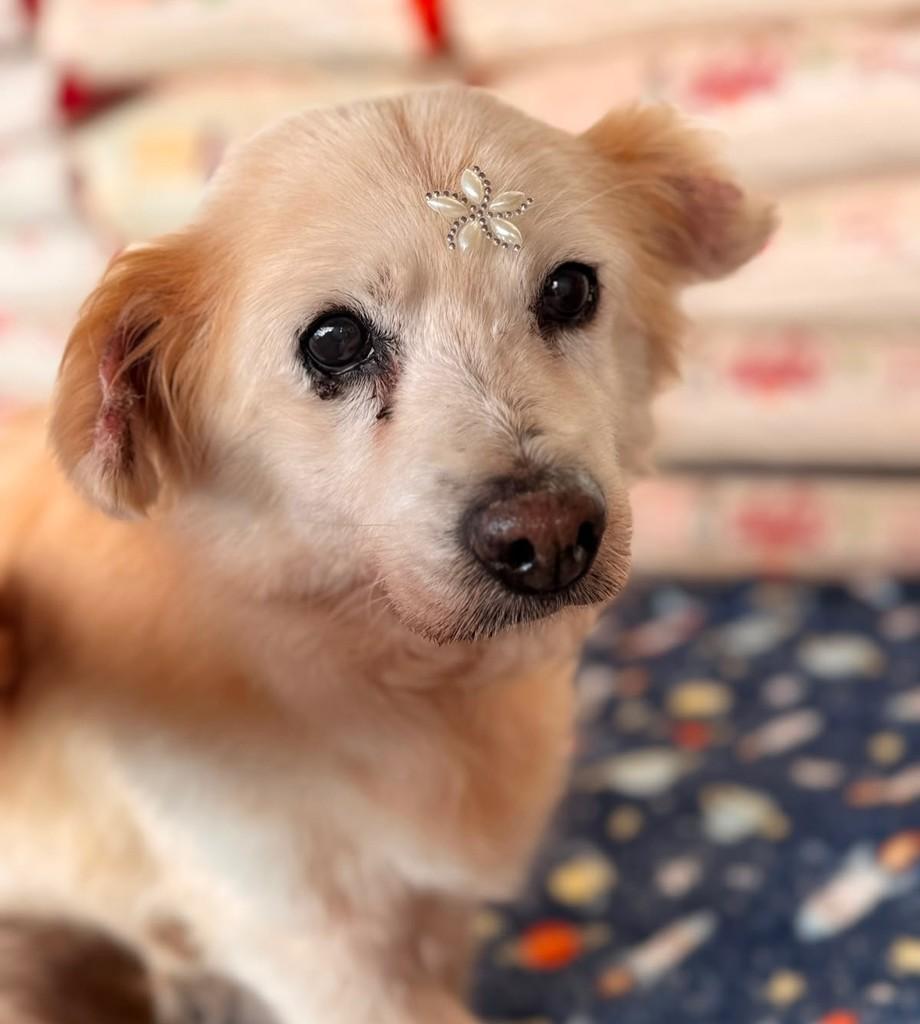 Vitória, cachorro de porte pequeno para adoção em Curitiba - PR