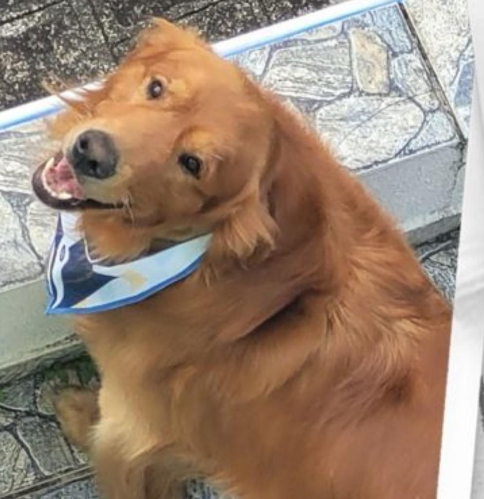 Aslan, cachorro de porte grande para adoção em Curitiba - PR