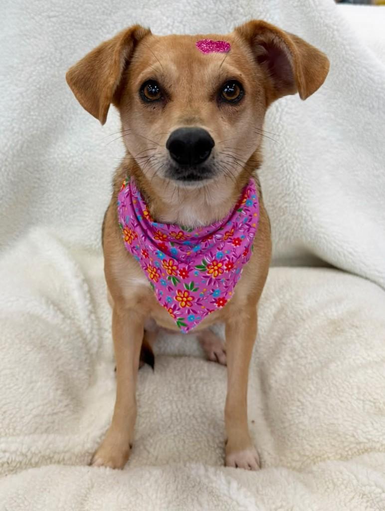 Mabel, cadela de porte pequeno para adoção em Curitiba - PR