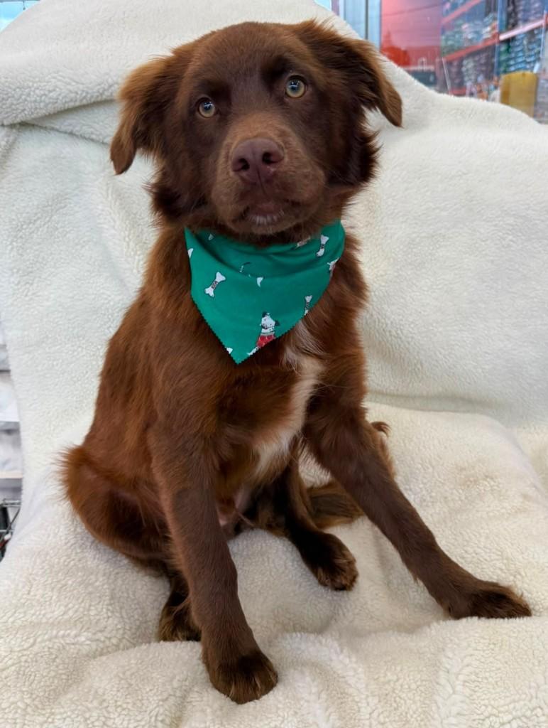 Mocha, cachorro de porte médio para adoção em Curitiba - PR