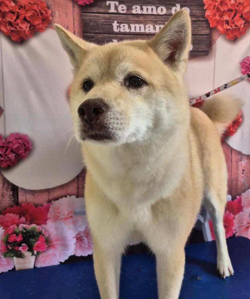 Belinha, cachorro de porte médio para adoção em Curitiba - PR