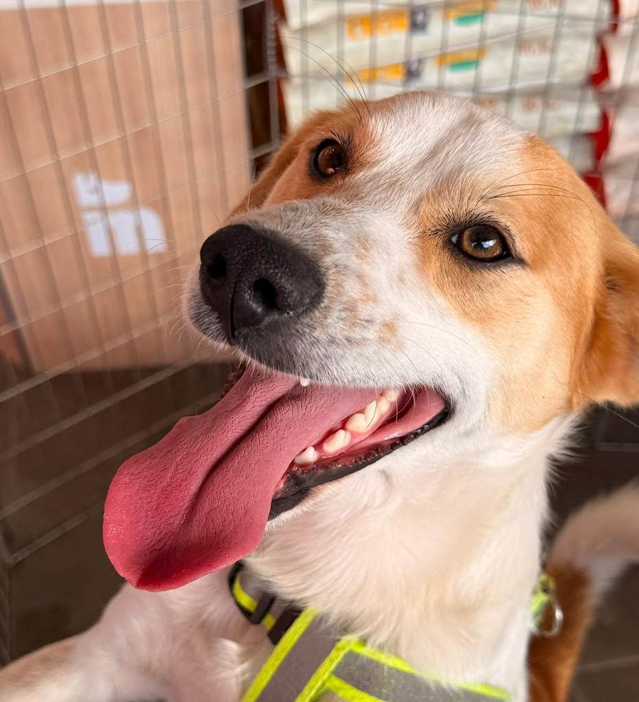 Farofa, cachorro de porte médio para adoção em Curitiba - PR
