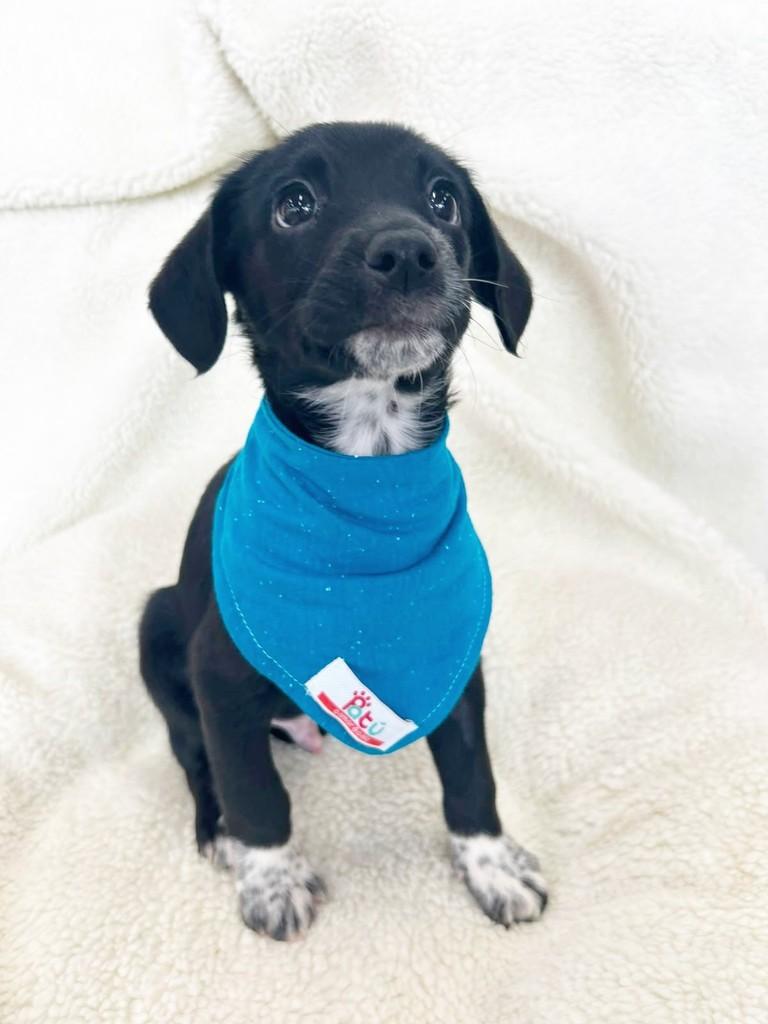 Bento, cachorro de porte médio para adoção em Curitiba - PR