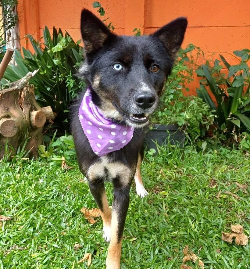 Mayumi, cadela de porte médio para adoção em Curitiba - PR