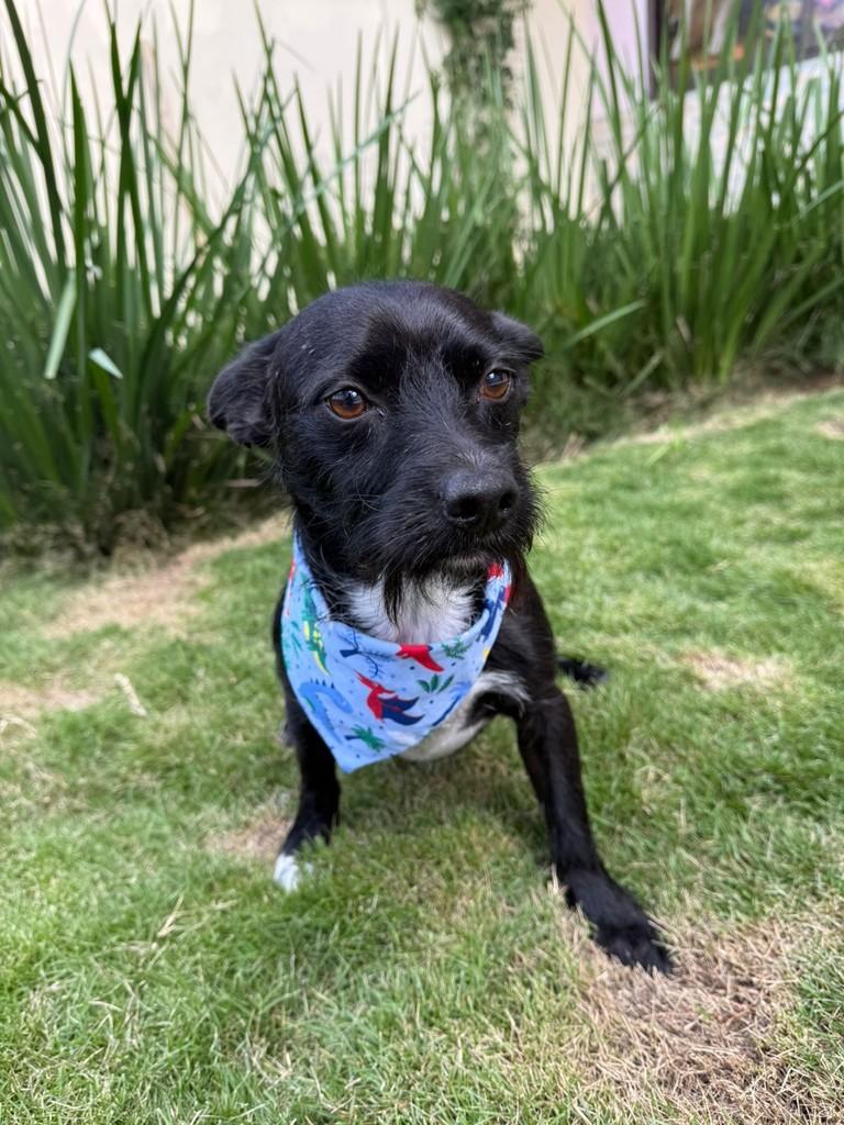 Vini Jr., cachorro de porte pequeno para adoção em Curitiba - PR