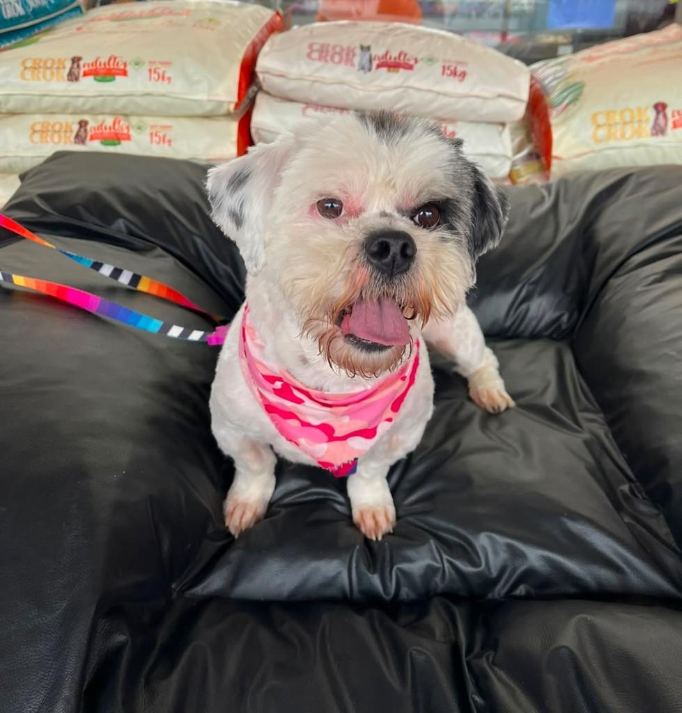 Cindy, cachorro de porte pequeno para adoção em Curitiba - PR