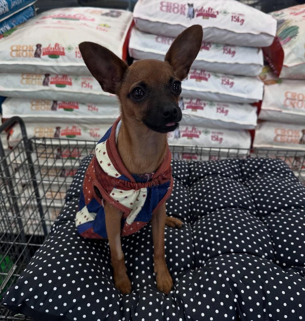Gisele Pinsher, cachorro de porte pequeno para adoção em Curitiba - PR