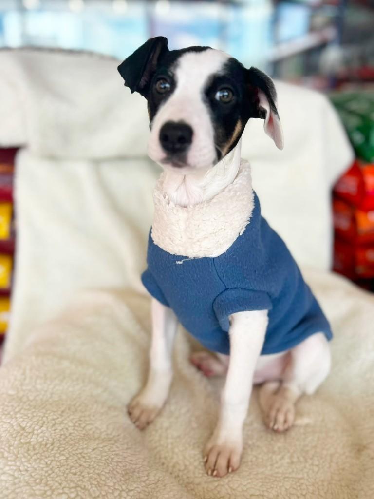 Patrick, cachorro de porte médio para adoção em Curitiba - PR