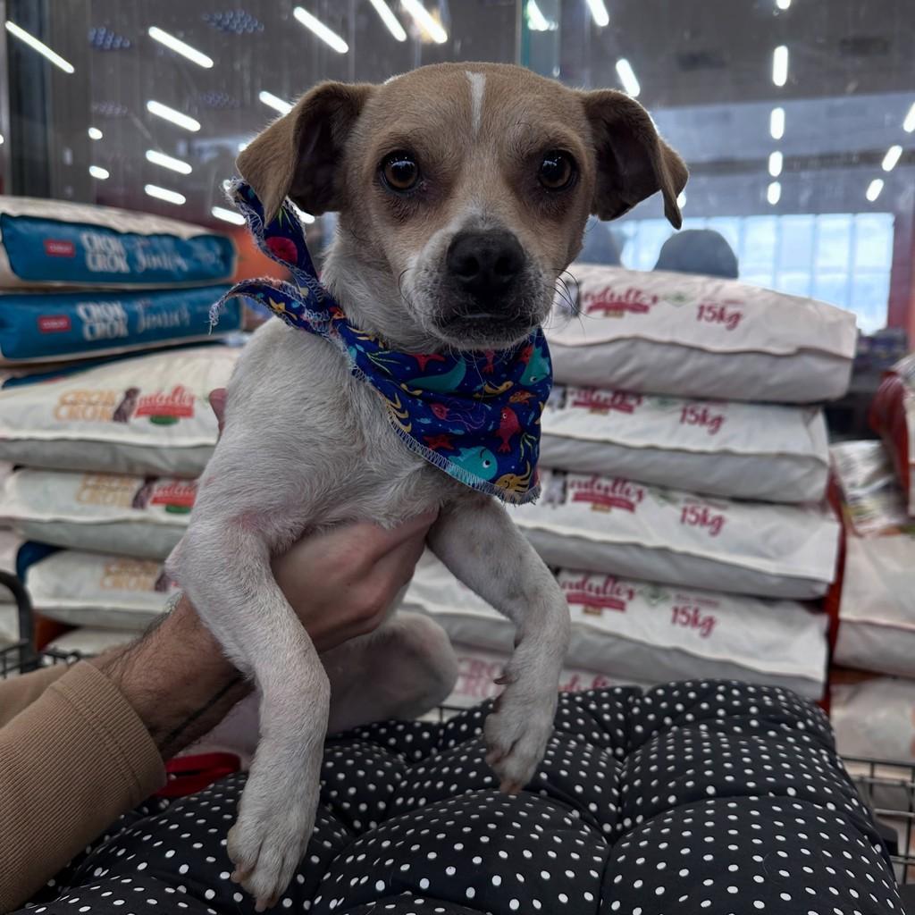 Rodolfo, cachorro de porte pequeno para adoção em Curitiba - PR