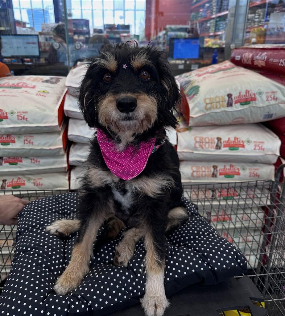 Melissa, cadela de porte pequeno para adoção em Curitiba - PR